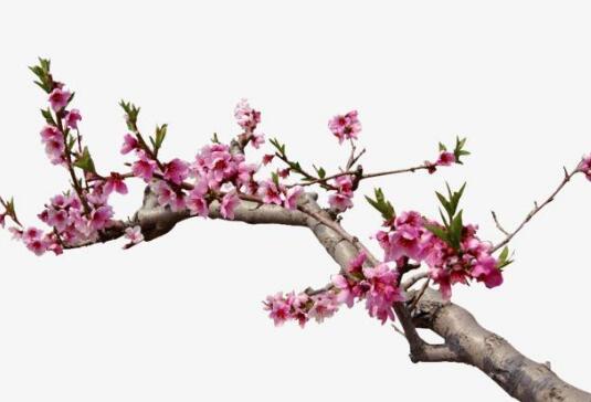  桃树枝的功效的与作用 桃树枝的副作用