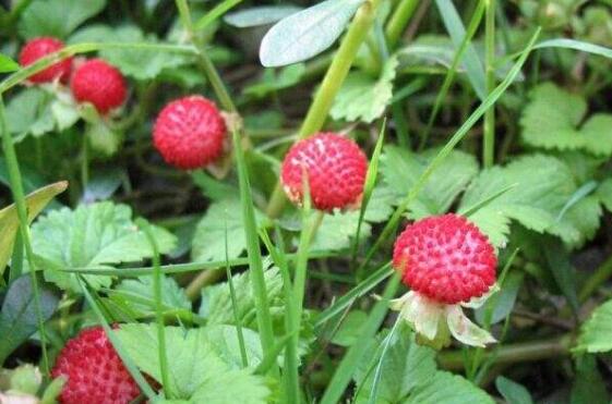 蛇莓草的功效与作用 蛇莓草怎么吃好