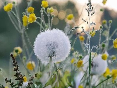 女性夏季喝蒲公英茶好吗