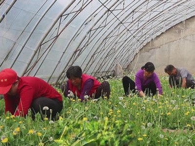 蒲公英如何种植 蒲公英种植方法