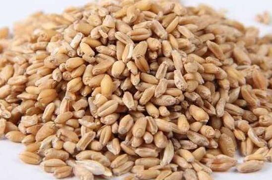 浮小麦的功效与作用 浮小麦的副作用