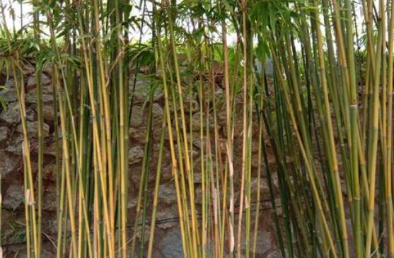 竹子根的功效与作用及禁忌