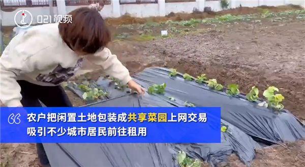 上海掀起租地种菜热:1500元一年 租户退休老人居多