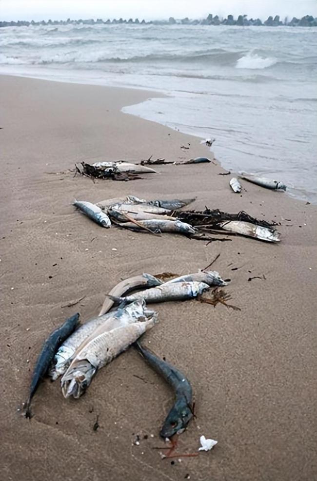日本富山县海湾突现大量沙丁鱼：臭气熏天，居民称70年罕见