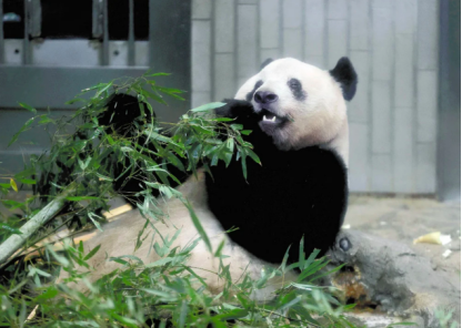 熊猫香香为啥回国：香香父母是从中国借的熊猫子女归中国