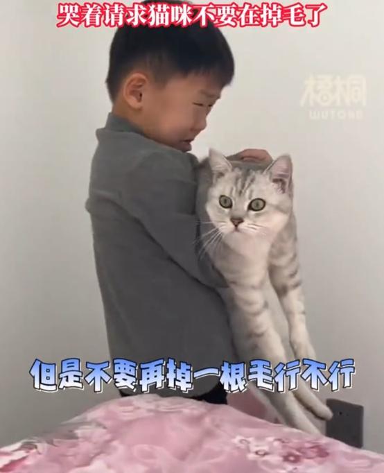 男童哭求猫咪不要掉毛不然被送走了 网友：人也掉毛！