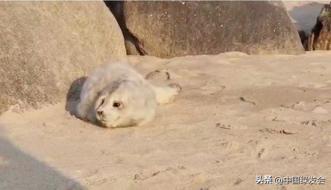 秦皇岛发现一只小海豹 模样十分可爱 