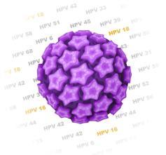 超80%女性会感染HPV病毒，但不一定就会得宫颈癌