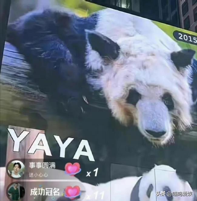 黄晓明期盼丫丫早日回家 网友：不愧是全球大熊猫保护大使
