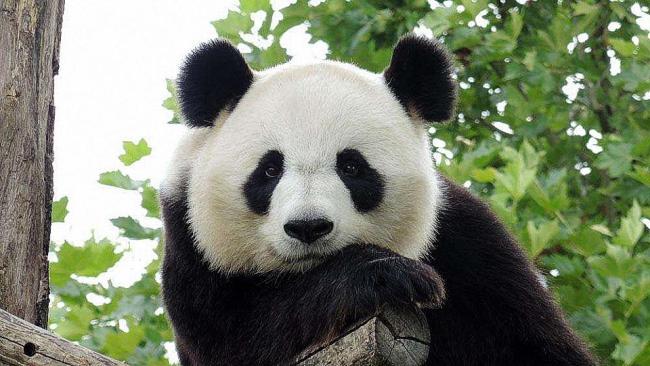 熊猫寿命一般多少年