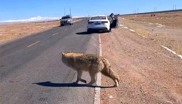自驾误把狼当狗下车拍照，后车大喊：你这是对狼的不尊重 快点坐上车