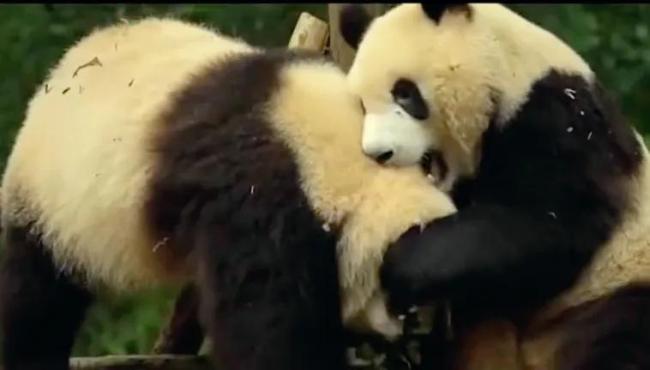 旅俄大熊猫体重增40公斤 网友：跟丫丫简直形成鲜明对比  