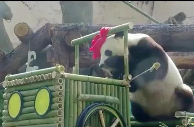 旅俄大熊猫体重增40公斤 网友：跟丫丫简直形成鲜明对比  