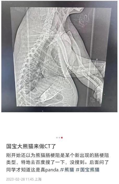 熊猫七七因肠梗阻送医  已会诊决定对“七七”实施手术