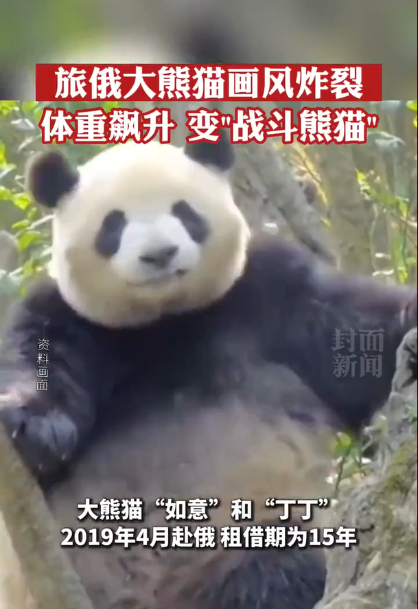 俄媒晒旅俄大熊猫如意 网友：这熊猫怎么俄里俄气的。 