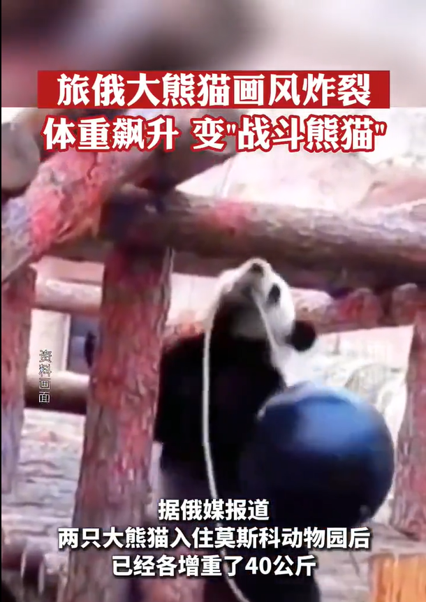 俄媒晒旅俄大熊猫如意 网友：这熊猫怎么俄里俄气的。 
