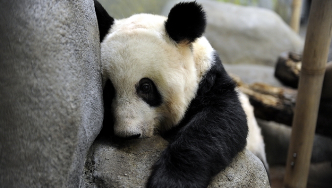 “丫丫”或4月7日归国 北京动物园已做好迎接准备