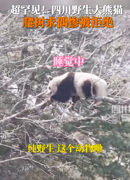 心碎熊猫！野生大熊猫树上求偶遭拒：睡觉中，勿扰，拒绝！