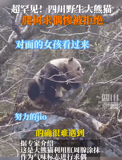 心碎熊猫！野生大熊猫树上求偶遭拒：睡觉中，勿扰，拒绝！