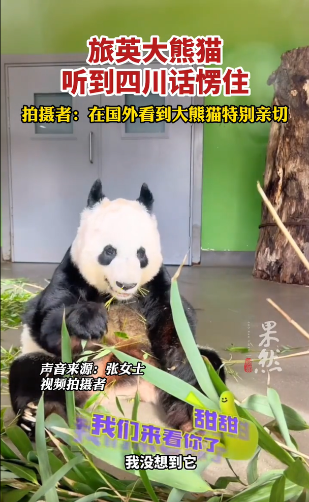  旅英大熊猫听四川话愣住 