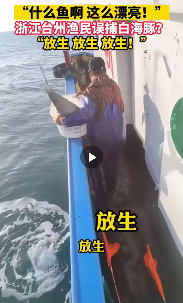 渔民误捕江豚后果断放生 网友纷纷发问这是什么鱼啊这么漂亮！
