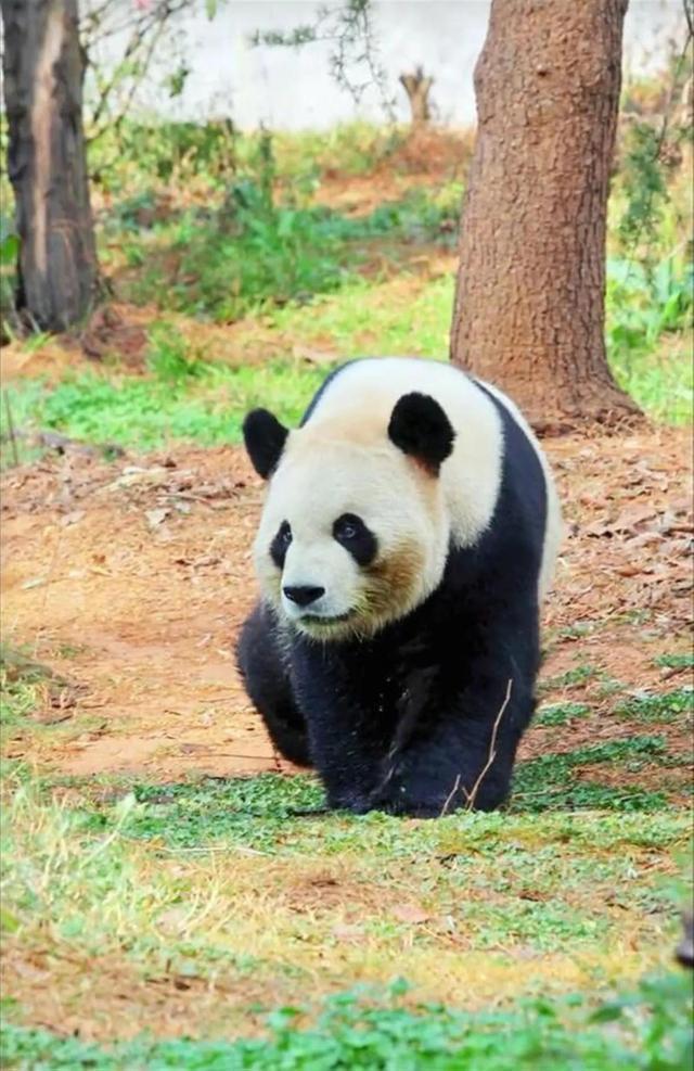 一大熊猫走路神似高启盛 工作人员称它性格十分豪放吃竹子就跟撸串