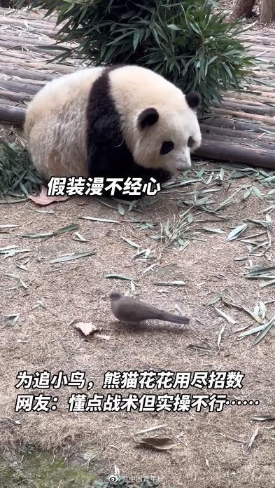 大熊猫花花与游客打招呼 网友：成功荣获女明星的目光 