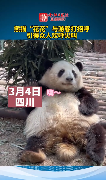 大熊猫花花与游客打招呼 网友：荣获女明星的目光 
