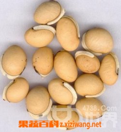 果蔬百科白扁豆