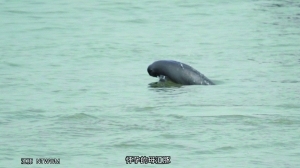 南通摄影爱好者拍到的疑似怀孕的江豚妈妈 视频截图