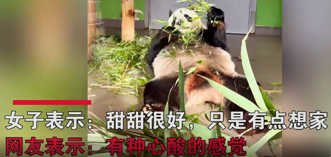 旅英熊猫听见四川话愣住 甜甜：突然就有了一种熟悉的感觉 