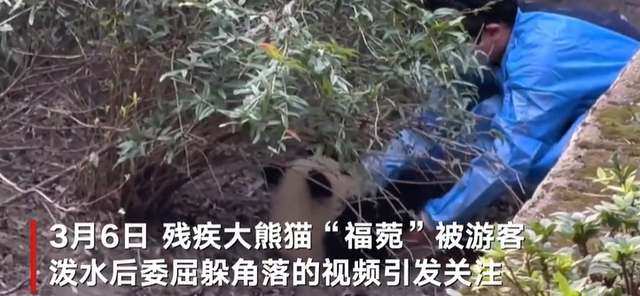 成都基地回应熊猫福菀被人泼水 饲养员随即带离照料，目前状态稳定
