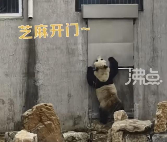 大熊猫着急“下班”狂敲门的样子是我了！好像看到这只熊的背肌了