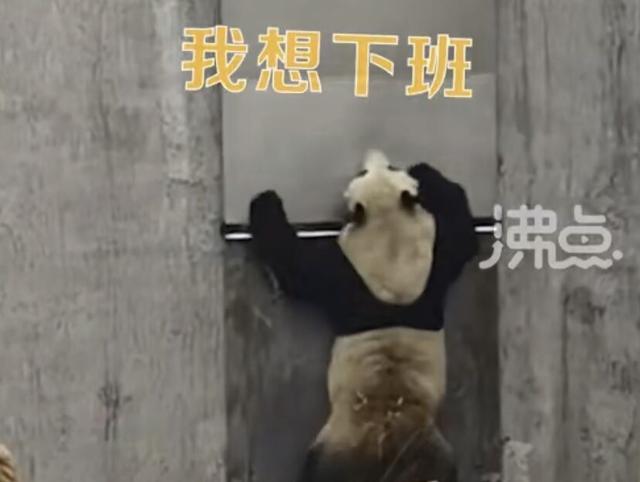 大熊猫着急“下班”狂敲门的样子是我了！好像看到这只熊的背肌了