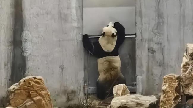 大熊猫哐哐敲门逗乐游客 熊猫：别想让我加班