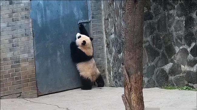 大熊猫哐哐敲门逗乐游客 熊猫：别想让我加班