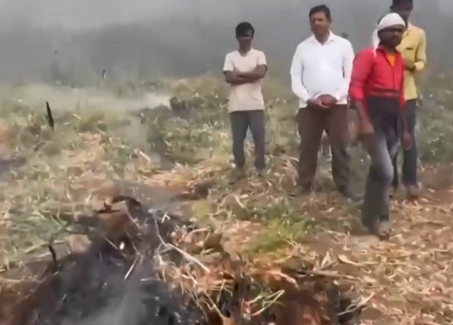 价格暴跌 印度农民被迫田间烧洋葱  卖不出去直接喂牛