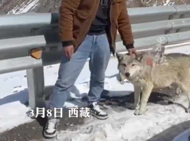 网友川藏线上拍到男子逗“狗”，网友：怎么狼里狼气的