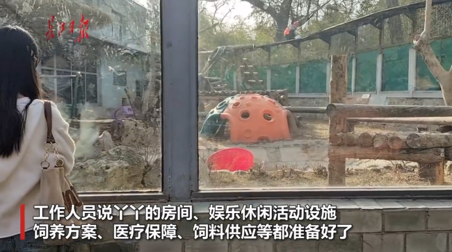 探访北京动物园：丫丫将有玩伴并实现“吃竹自由” 可以堪比自助餐 