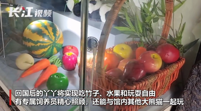 探访北京动物园：丫丫将有玩伴并实现“吃竹自由” 可以堪比自助餐 