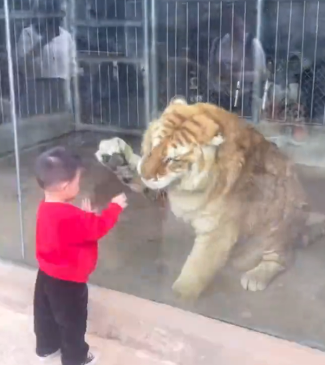 小男孩和老虎隔着玻璃“打拳”，老虎一脸懵，网友：真是初生牛犊不怕虎！
