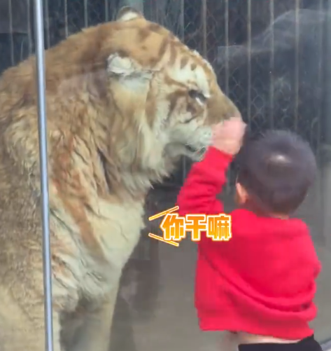 小男孩和老虎隔着玻璃“打拳”，老虎一脸懵，网友：真是初生牛犊不怕虎！
