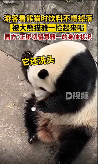 游客饮料掉落被大熊猫捡来喝 网友：建议加入黑名单 