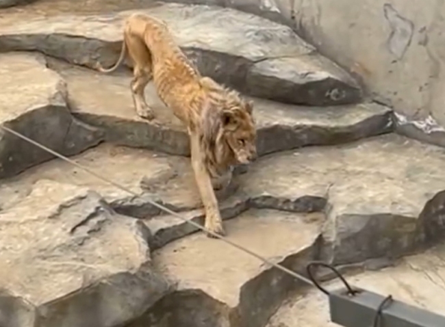 南京一动物园狮子暴瘦