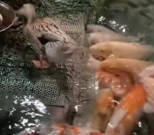 鸭子化身饲养员喂食锦鲤  爱意满满真的太可爱了
