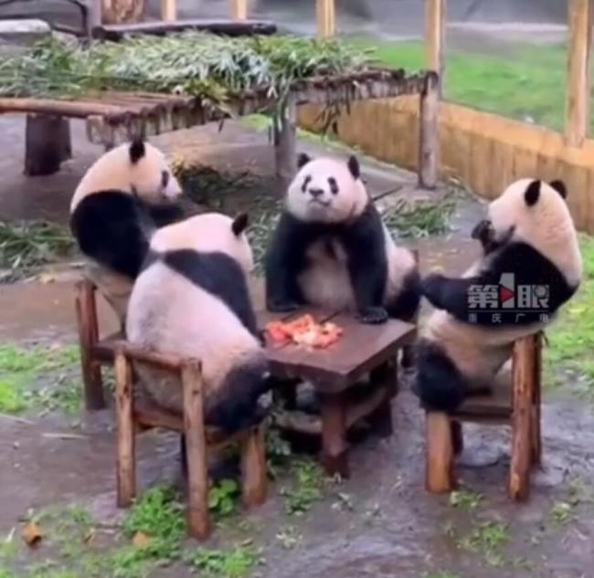 4只大熊猫凑一桌进食