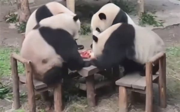 4只大熊猫凑一桌进食 网友称不愧是四川出来的巴适得很！
