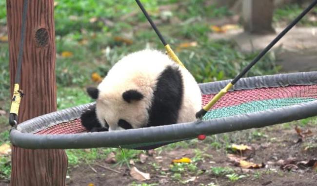 重庆动物园熊猫名册上新 “渝可”和“渝爱”来了   
