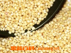 果蔬百科高粱米的功效与作用