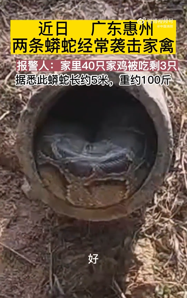 两条百斤巨蟒蛇偷鸡消防捕获放生  